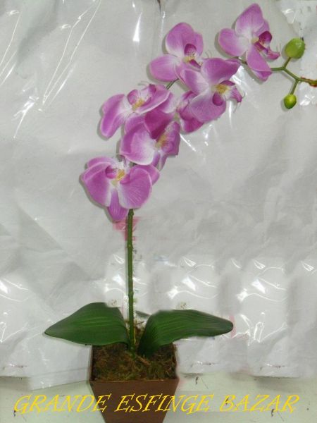 orquídea phalaenopsis